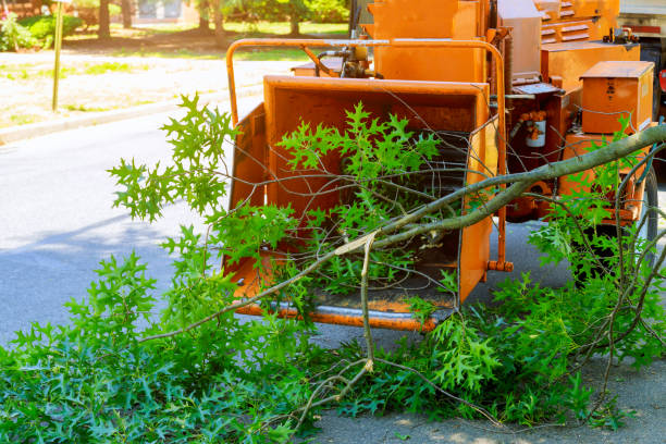 Trusted Murray, UT Tree Care Services Experts