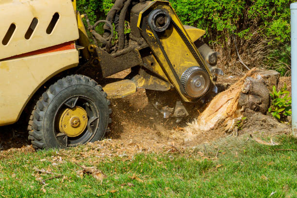 Grass Overseeding in Murray, UT