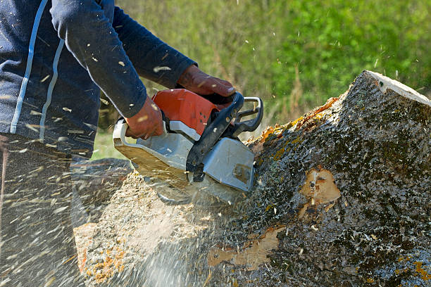 Leaf Removal in Murray, UT